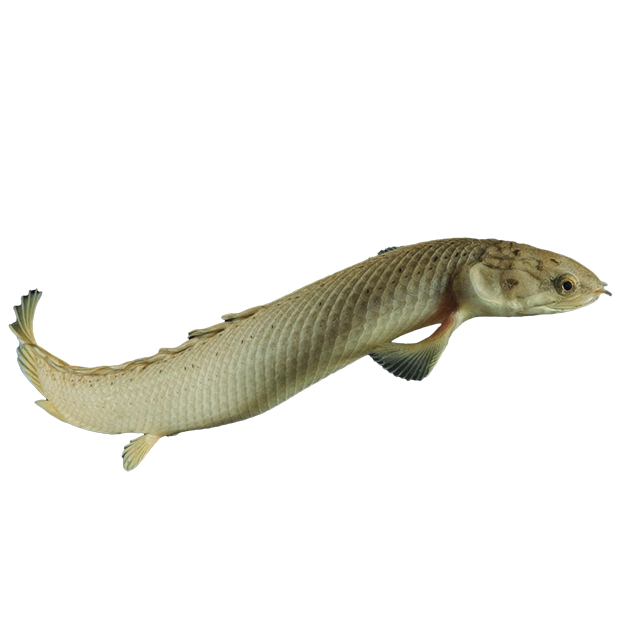 Imagem do peixe Polypterus